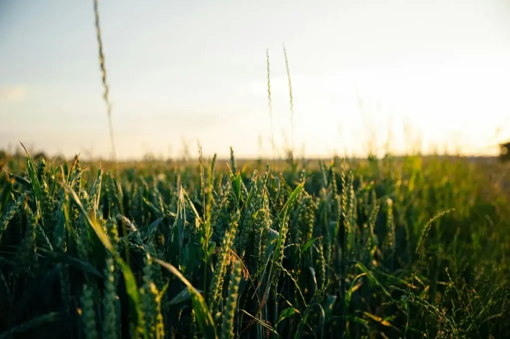 Close-up of grain crops growing in a field at sunrise, representing plant-based feedstocks used in advanced materials technology.